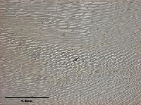 曲枝平苔藏品圖，第9張